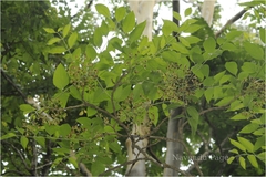 Schrebera swietenioides